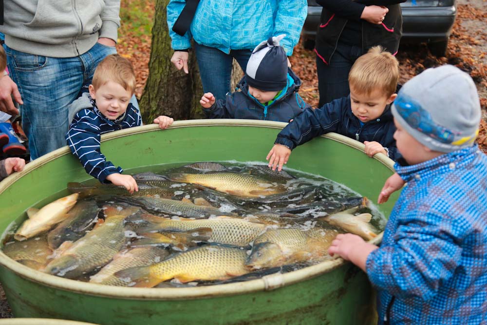 Výlov Bohdanečského rybníka si oblíbily také děti